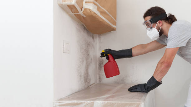 Professional Attic Mold Removal technician working in South River, NJ